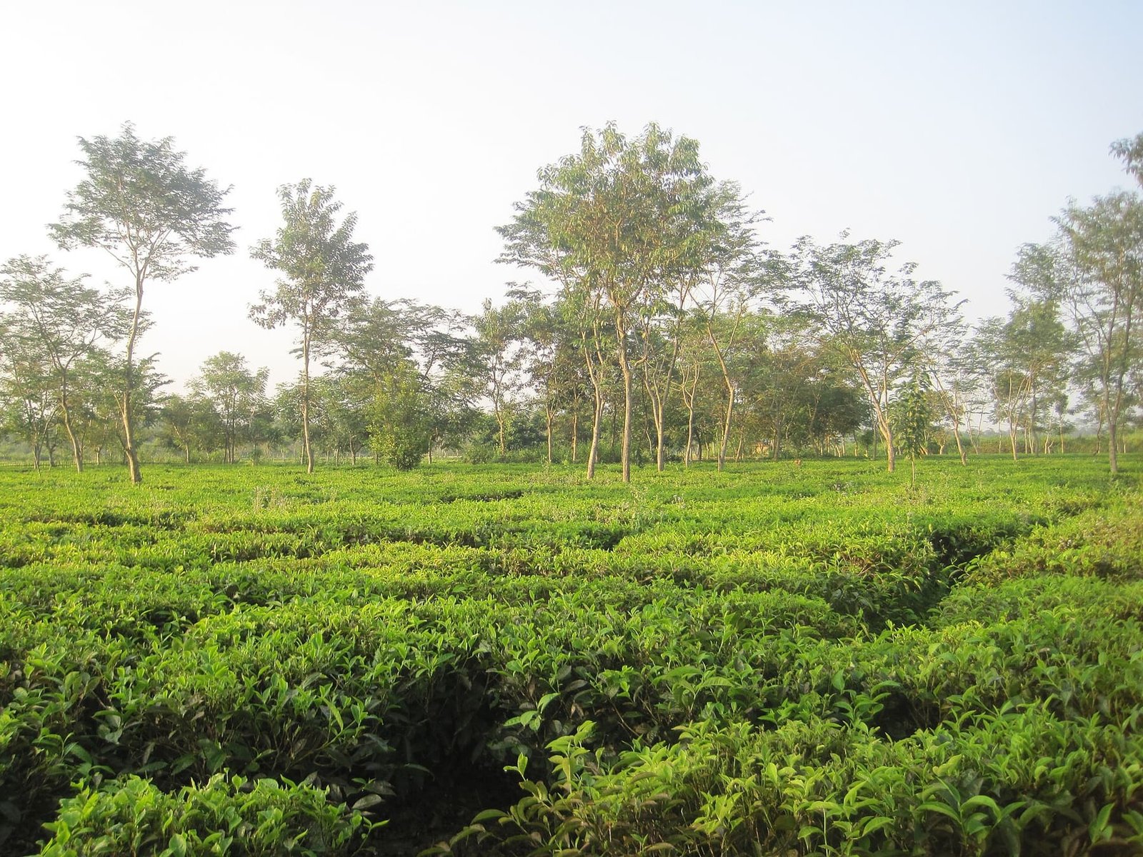 Tea estate in Dibrugarh district, Assam