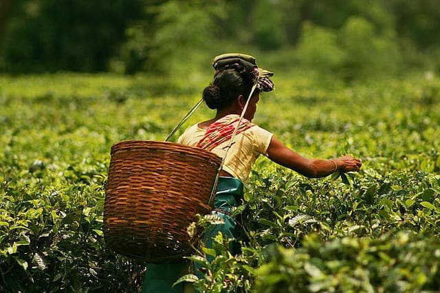 Tea plucking in a tea garden in Assam